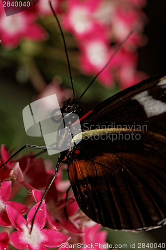 Image of Butterfly