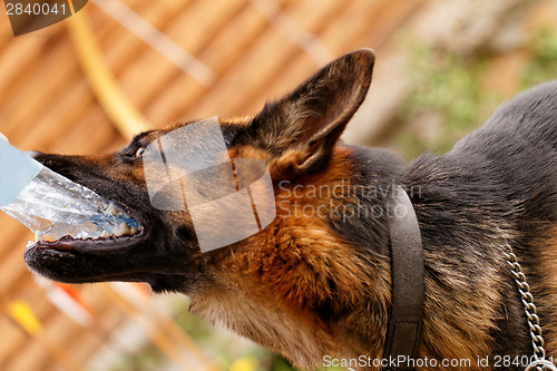 Image of German shepherd dog