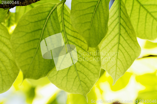 Image of Green leaves