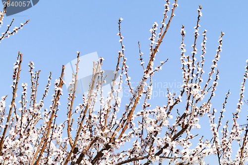 Image of Blossom