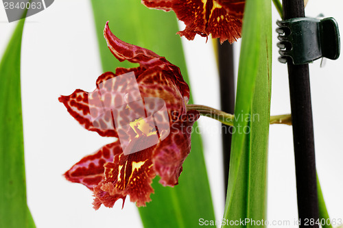 Image of Orchidea