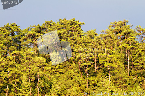 Image of Green forest