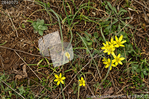 Image of Yellow flower