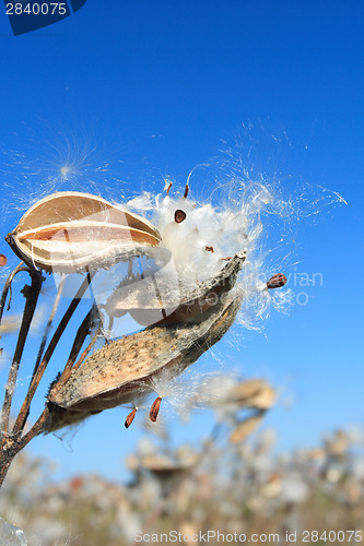 Image of Pollination