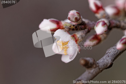 Image of Tree flowering