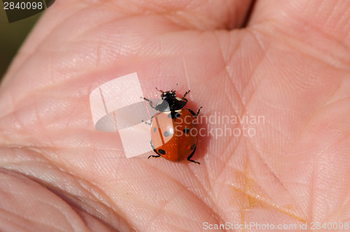 Image of ladybird on male large palm macro 