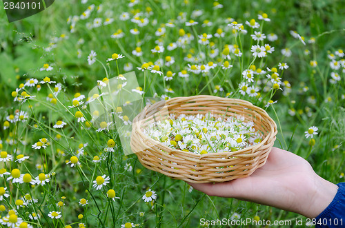 Image of hand holding basket with chamomile herbs outdoor