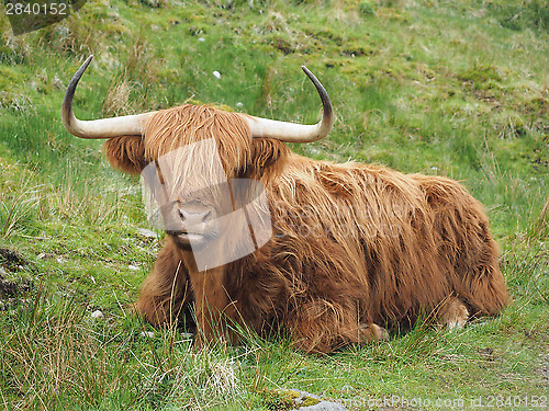 Image of Highland cattle, western Scotland highlands