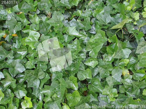 Image of Ivy leaves