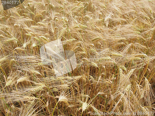 Image of Barleycorn field