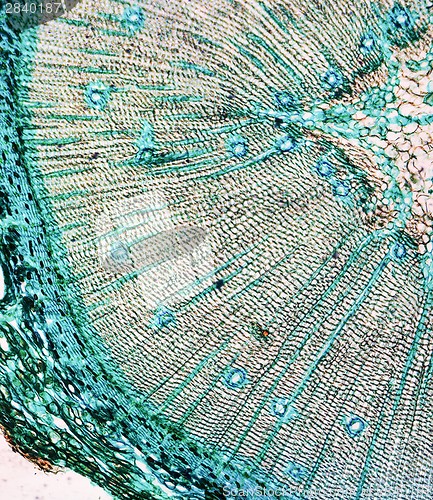 Image of Pine Wood micrograph