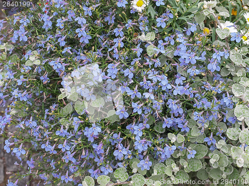 Image of Viola flower