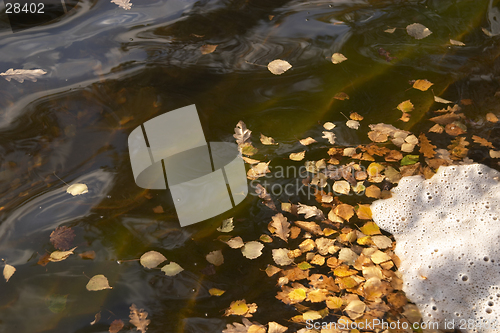 Image of Leaves on the water