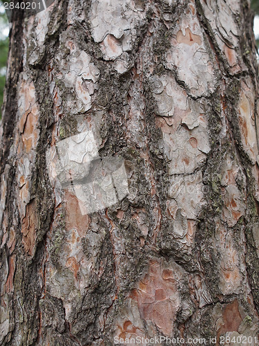 Image of Tree bark