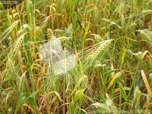 Image of Barleycorn field