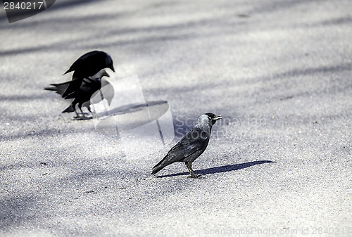 Image of Jackdaw spirit