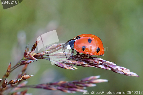 Image of Ladybug on grass spikelet macro