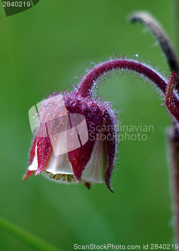 Image of Simple meadow crimson flower macro