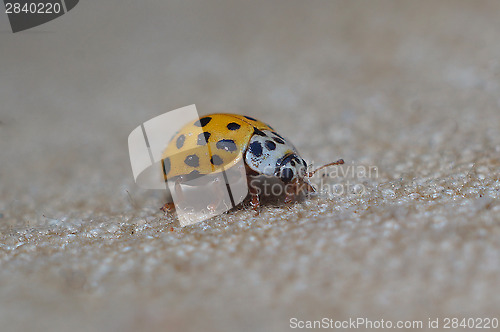 Image of Yellow Ladybug crawling on tissue macro
