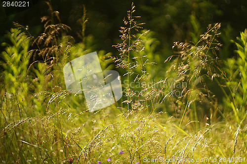Image of Blooming grass on a sunny meadow