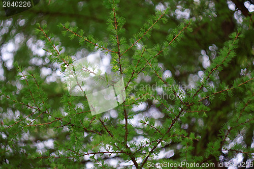 Image of Larch branch with fresh leaves as a background