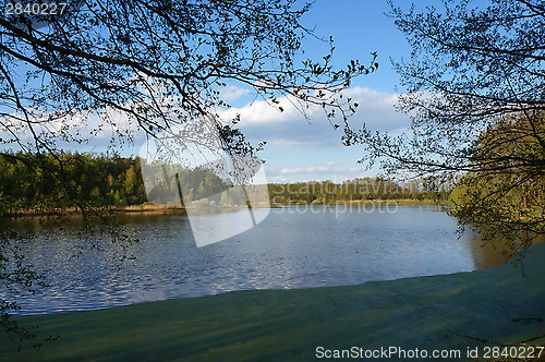 Image of Branch over lake with duckweed