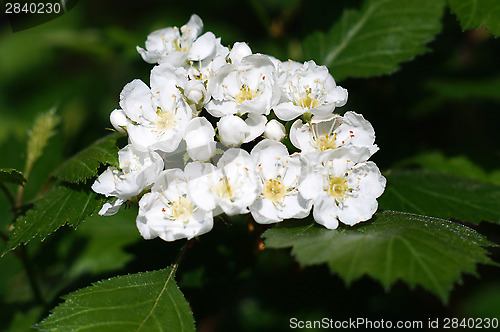 Image of Blossoming hawthorn closeup