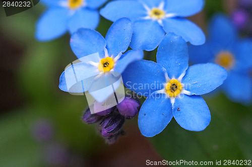 Image of Blue flowers forget-me shot macro