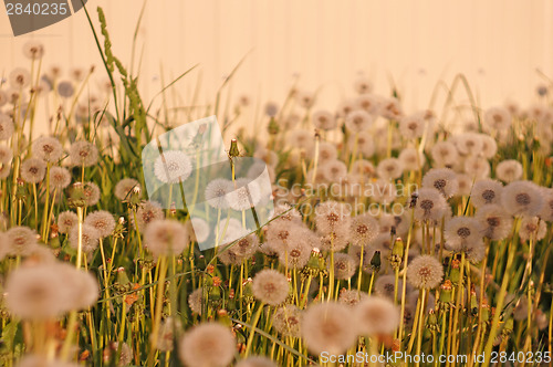 Image of Fluffy dandelion on a background of bright light wall at sunset