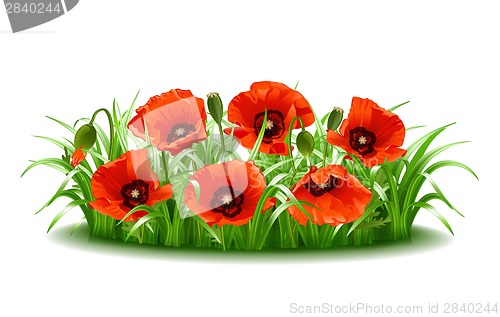 Image of Red poppies in grass., vector