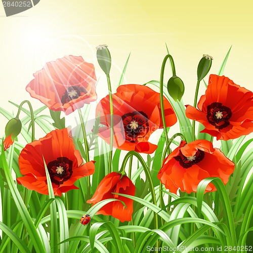 Image of Red poppies in grass., vector