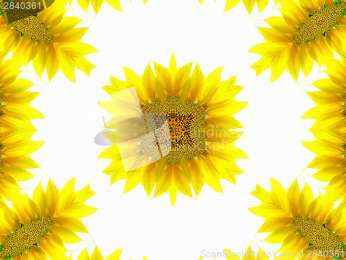 Image of Abstract pattern of sunflower 