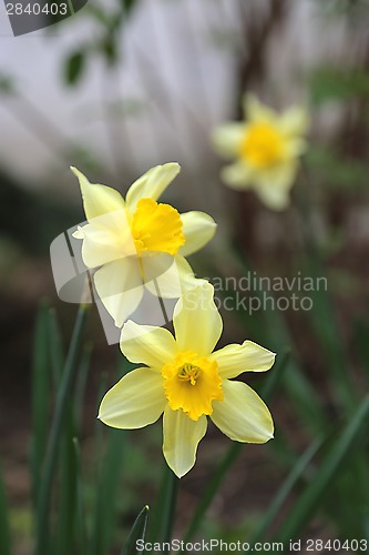 Image of Beautiful Daffodils (Narcissus)