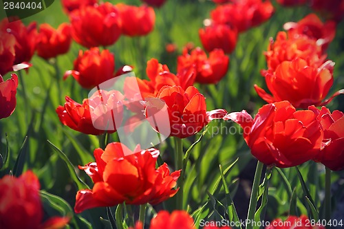 Image of Beautiful red tulips