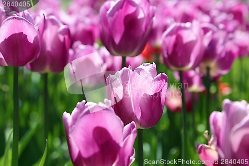 Image of Beautiful bright tulips