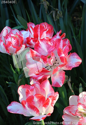 Image of Beautiful bright tulips