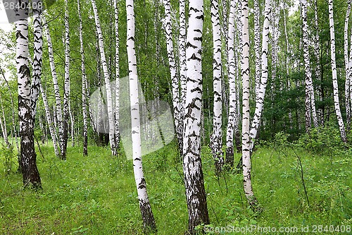 Image of Beautiful birch trees