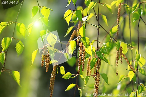 Image of Branch of a spring birch tree 