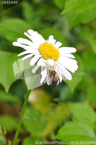 Image of On a camomile the white spider sits and eats a bee.