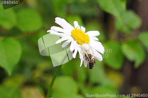 Image of On a camomile the white spider sits and eats a bee.