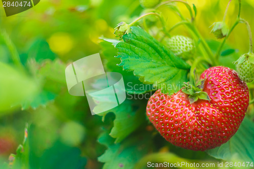 Image of One Big Strawberry On Her Plant