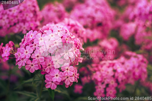 Image of Phlox Flower