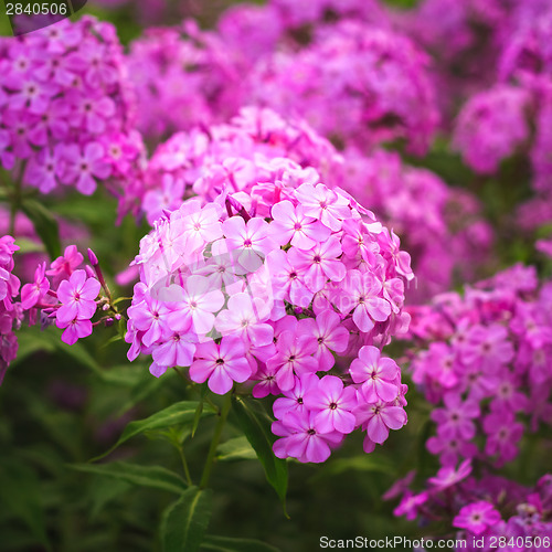 Image of Phlox Flower