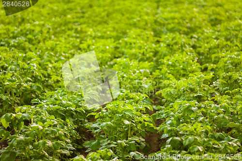 Image of Potato Fields. Natural Product. Farm.