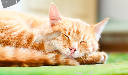 Image of Pretty cat sleep