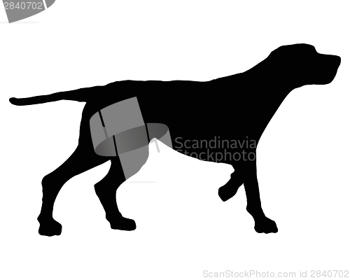 Image of The black silhouette of a setter on white