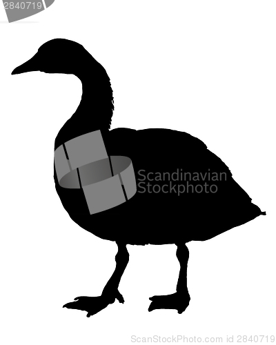 Image of Canada goose silhouette