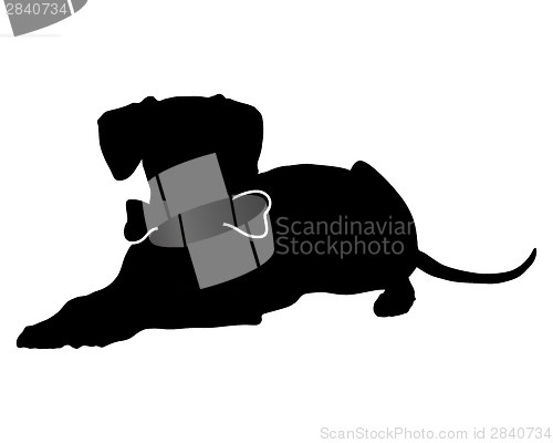 Image of Dog with bone