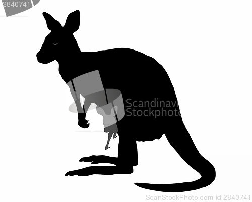 Image of Kangaroo with baby