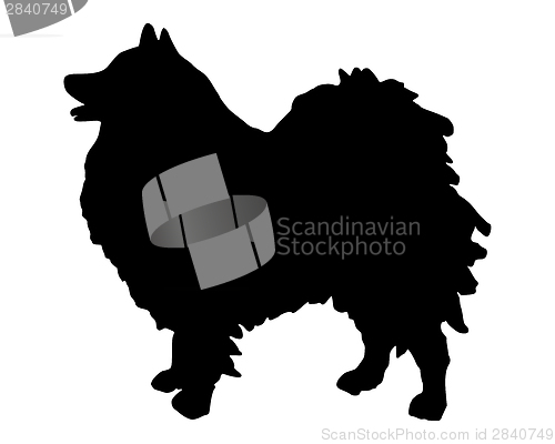 Image of The black silhouette of a German Spitz